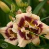 Hemerocallis Roswitha